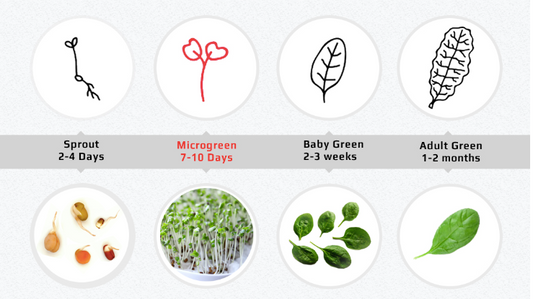 What are Microgreens?